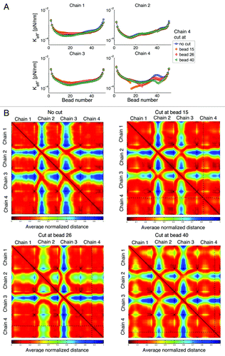 Figure 11. (A) Effective spring constant after cutting chain 4 at a given place. The total number of beads in a chain is 52. Breakage of a chain can affect the behavior of all other chains and these effects depend on the location of the breakage. (B) Interaction heat maps show an increase in chain interactions after breakage; however, where this increase occurs depends on the location of the breakage. Similar behavior is observed if other chains are cut.