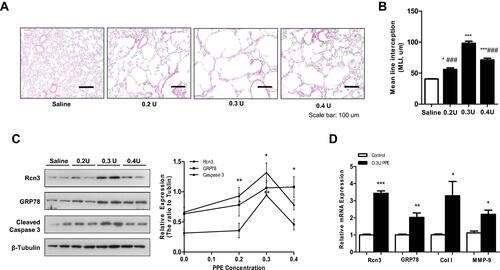 Figure 3 Rcn3 expression in lung tissues from the elastase-induced mouse model of emphysema. (A) Lungs after saline or PPE instillation at 0.2 U, 0.3 U and 0.4 U/per mouse were compared in H&E-stained tissue sections. Bar size: 100 μm; (B) The MLI analysis of lung sections after saline or PPE instillation (40.58 ± 0.53 μm, 56.10 ± 2.45 μm, 98.23 ± 3.21 μm and 71.22 ± 2.84 μm, respectively, n = 5 per group); (C) The PPE instillation induced the protein expressions of Rcn3, GRP78, Cleaved caspase-3, and the ratios to β-Tubulin expression are represented by graphs, n = 5 per group; (D) Qualitative PCR analysis of the mRNA expressions of Rcn3, GRP78, Collagen I (Col (I) and MMP-9 in the lungs at 4 weeks after PPE (0.3 U/per mouse) or saline treatment, n = 5 per group. Data presented as mean ± SEM; *p<0.05, **p<0.01, ***p<0.001, versus the Saline group, ###p<0.001, versus the 0.3 U PPE group.