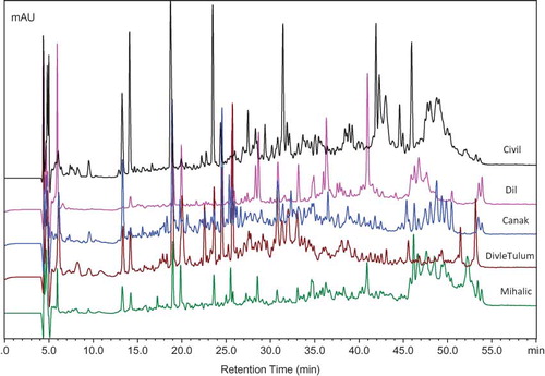 Figure 2 RP-HPLC peptide profiles of the water-soluble fractions of Civil, Canak, Dil, Divle Tulum, and Mihalic cheeses. Peptide profiles of all cheeses were analyzed and run by multivariate statistical analysis; however, only representative samples were shown in this figure. (Color figure available online.)