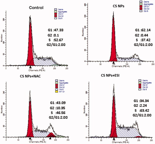 Figure 7. The cell cycle profiles of SMMC-7721 cell treated with CS NPs and its combination with NAC and ESI for 12 h using flow cytometry.