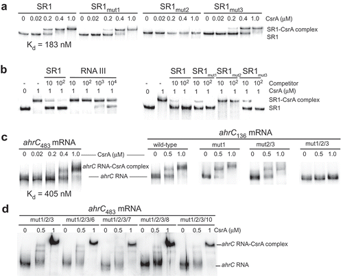 Figure 2. CsrA binds to SR1 and ahrC mRNA.EMSA with purified internally α 32-P-[UTP] labelled RNA and increasing concentration of purified CsrA. 0.15 fmol of labelled wild-type or mutated SR1 or ahrC mRNA species of different size were incubated with CsrA at the indicated concentrations in a total volume of 10 µl (final RNA concentration 0.015 nM) for 10 min, followed by separation on 4% (ahrC RNA) or 8% (SR1) native PAA gels. The investigated mutations are indicated. Autoradiograms of the gels are shown. (a) EMSAs with wild-type and mutated SR1 species. (b) Competition EMSA with heterologous RNAIII (left) or unlabelled SR1 species (right). Above, the fold excess of the competitor RNA is indicated. (c) EMSAs with wild-type full-length ahrC483 mRNA containing 11 GGA* motifs (left) and shortened (nt 1–136) ahrC136 mRNA containing the three 5ʹ GGA*s (centre) as well as ahrC136 RNA mutated in the GGA*s (right) are shown. (d) EMSAs with ahrC483 mRNA mutated in addition to GGA1*-3* in one other GGA*.