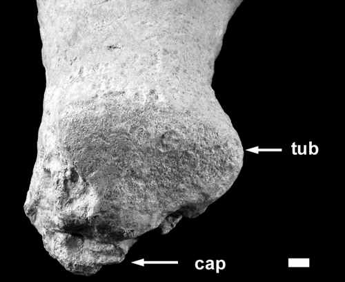 Fig. 8. Proximal end of the humerus showing the well-preserved tuberosity (tub). The capitulum (cap) has been badly degraded like that of the femur. Stratigraphic up towards the bottom of the photograph. Scale bar = 10 mm.
