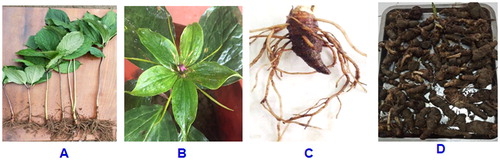 Figure 1. Some morphological characteristics of (A) P. vietnamensis: the P. vietnamensis trees in young stage, (B) flower and tepals of the plants at the mature stage, (C) the fresh rhizome, and (D) dried rhizomes.