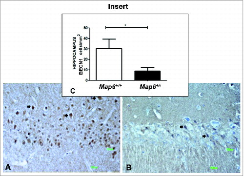 Figure 1. Map6+/− mice, like human schizophrenia subjects, show hippocampal Becn1 deficiency. Experiments are detailed in Materials and Methods. Panels (A–C) compare naïve Map6+/+ to naïve Map6+/− mice. A representative stained section is shown in (A) for Map6+/+ and a representative stained section is shown in (B) for Map6+/− mice (arrows denote stained cells). Panel (C, insert) shows the comparison between the stained cell number/mm2 in (A) vs. (B), showing approximately 3-fold reduction in Map6+/− mice as compared to controls (Student t test, *P < 0.05).