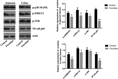 Figure 6. Effect of fucoidan on p-p38 MAPK, p-ERK1/2, p-JNK and NF-κB p65. We analyzed the expressions of p-p38 MAPK, p-ERK1/2, p-JNK and NF-κB p65 by western blots. The levels of p-p38 MAPK, p-ERK1/2 and NF-κB p65 in the fucoidan group were lower than those in the control group. However, there was no statistical significance in p-JNK level. *P < 0.05 vs. the control group; **P < 0.01 vs. the control group.