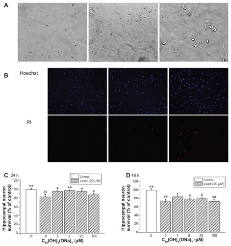 Figure 4 Protective effect of C60(OH)x(ONa)y against lead-induced neurotoxicity. Hippocampal neurons were treated with various concentrations of fullerenol 0, 1, 5, 25, and 100 μM and lead 20 μM for 24 or 48 hours. The Hoechst dye entered into normal cells and emitted blue fluorescence, while the propidium iodide dye entered into necrotic cells and emitted red fluorescence. (A) Three typical images of random fields per treatment group detected with a high-power optical microscope. Left, control; middle, 20 μM lead-exposed for 24 hours; right, 20 μM lead and 1 μM fullerenol exposed for 24 hours. Magnification is 10 × 20. (B) Three typical images detected with fluorescence microscopy. (C) Survival rate of hippocampal neurons after coculturing for 24 hours. (D) Survival rate after coculturing for 48 hours.Notes: *P < 0.05 versus lead-exposed group without fullerenol. **P < 0.01 versus lead-exposed group without fullerenol. #P < 0.05 versus control group; ##P < 0.01 versus control group. One-way analysis of variance with the Bonferroni post hoc tests.
