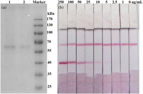 Figure 3. (a) SDS-PAGE of the purified P60 protein. 1, P60 protein (0.3 mg/mL); 2, P60 protein (0.15 mg/mL). (b) Gold nanoparticle-based paper sensor for detection of the P60 protein.