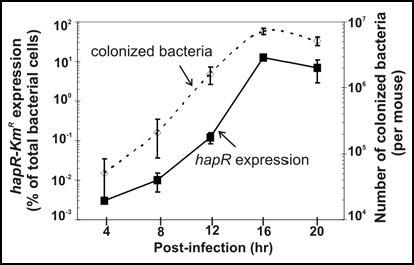 Figure 2 Quorum Sensing Regulation in vivo. Approximately 106 V. cholerae containing the hapR-Kmr chromosomal reporter were orally inoculated into infant CD-1 mice. At various time points, mouse intestines were homogenized, treated with or without kanamycin (500 µg/ml) for 10 min, and plated on LB plates. The number of colonized bacteria (dashed line) was calculated based on the number of colony-forming units (CFU) recovered from samples not treated with kanamycin. Expression of hapR (solid line) was defined as the percentage of Km-surviving cells out of total CFU. Results are means from experiments with three mice ± standard deviations.