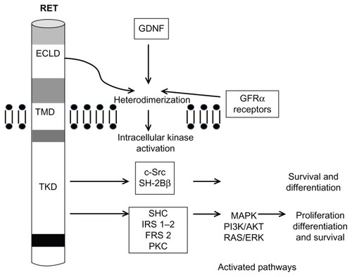 Figure 1 Interaction of ligand with RET and cell-signaling pathways.