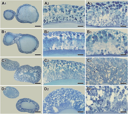 Figure 1. Photo micrographs of the major ampullate gland during the post maturity molt sequences – intermolt (A1-A3), pre-molt (B1-B3), ecdysis (C1-C3), and post-molt (D1-D3). At the intermolt and post-molt period, two types of secretory granules are distributed throughout the epithelium. However, only one type of secretory granules and severe swelling of epithelial tissue appeared at the pre-molt and molt period. Scale bars indicate 100 µm (A1, B1, C1, D1), 25 µm (A2, B2, C2, D2), and 10 µm (A3, B3, C3, D3), respectively.