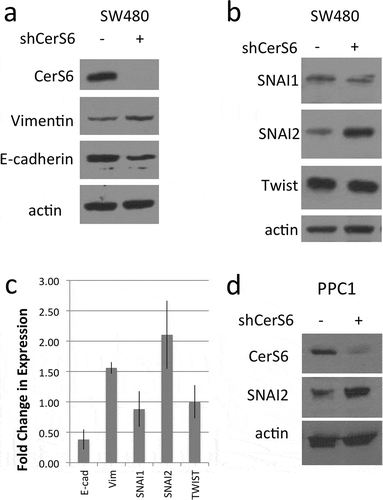 Figure 1. Protein analysis in cells with different CerS6 expression. (a, b) SW480 cells stably transfected with an inducible shRNA against CerS6 were analyzed for protein expression. (c) Quantification of the results from at least three experiments. (d) PPC1 with adenovirally expressed CerS6 shRNA. Whole cell lysates were analyzed by Western blot for protein expression. Actin served as loading control.