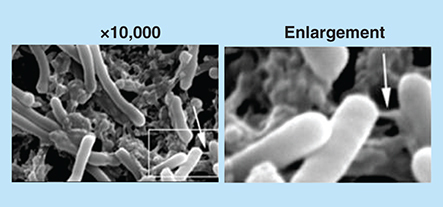 Figure 3.  Scanning electron microscopy visualization of biofilm.The bacteria and the extracellular polymeric substance matrix were visualized by SEM at ×10,000 magnification. The white box indicates the enlarged section, and the white arrow indicates the connections between bacteria in 3-day old biofilm (scale bar = 1 μm).SEM: Scanning electron microscopy.Reproduced from [Citation14].