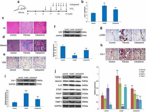 Figure 5. VDR suppresses liver fibrosis in vivo. (a) Schematic representation of CCl4-induced fibrosis model and reversion with calcipotriol. 7-week-old mice were intraperitoneally injected with CCl4 (3 mL/kg) biweekly for 8 weeks. Calcipotriol was administered via oral gavage every day at a dose of 20ug/kg from the 4th week until the 8th week. (b) The liver coefficient of the CCl4-induced liver fibrosis model with indicated treatment was evaluated. (c) and (d) Pathology observation of HE and Masson staining of liver tissue from rats liver fibrosis model to evaluate the degree of liver fibrosis in each group. (e-i) The expression of VDR, α-SMA, and Col-1 in liver tissue from rats liver fibrosis model with or without calcipotriol treatment were detected by Western blot and IHC. (j) The expression of TGFβ-1, desmin, IL-6, CTGF, PDGF, MMP-1, and TIMP-1 in liver tissue from rats liver fibrosis model with or without calcipotriol treatment were detected by Western blot. Scale bar, 100 μm (×100 magnification).