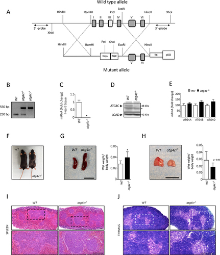 Figure 1. Generation and characterization of atg4c-deficient mice. (A) Up, schematic representation of the WT Atg4c locus, with coding exons represented as numbered boxes. Bottom, schematic representation of the mutant allele, showing the insertion of a PGK-Neo cassette between 1 and exon 4, disrupting the transcription of the gene. (B) PCR analysis of genomic DNA from WT, heterozygous and atg4c-null mice. (C) Real-time PCR analysis of RNA of heart tissue from control and atg4c-/-animals showing the absence of full-length Atg4c mRNA expression in knockout mice. (D) Representative immunoblots of ATG4C protein in extracts of brain tissue from control and atg4c-/-animals showing the absence of the protein in mutant mice. (E) Real time PCR analysis of RNA of liver tissue from control and atg4c-/- animals showing the compensation of each ATG4 at the level of mRNA expression in knockout mice. (F) Representative images of wild-type and atg4c-/- mice. (G) Left, representative images of spleens from WT and mutant mice. Right, quantification of the data. (H) Left, representative images of thymus from WT and mutant mice. Right, quantification of the data. Scale bars: 1 cm. Bars represent means ± SEM. (C) and (E), n = 6 mice per genotype. G and H, n = 8 mice per genotype. *P < 0.05, 2-tailed unpaired student’s t test. (I-J) Representative light microscopy images of H&E-stained spleens (I) and thymi (F) from WT and mutant mice. n = 4 mice per genotype. Spleens; scale bar: 100 μm. Thymus; scale bar: 200 μm.