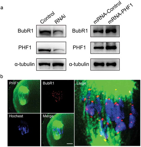 Figure 6. PHF1 regulate the expression of BubR1 in oocytes. (a) Western blot analysis showed that BubR1 protein level was decreased by siRNA depletion of endogenous PHF1 in oocytes (Left panel), and raised in oocytes with microinjection of PHF1 mRNA (Right panel). (b) Immunofluorescence images demonstrate no apparent co-localization of PHF1 and BubR1 in oocytes. Oocytes were stained with an EZH2 antibody (green), BubR1 was stained with a goat antibody (red) and chromosome were stained by Hoechst 33342. Scale bar = 5 μm.