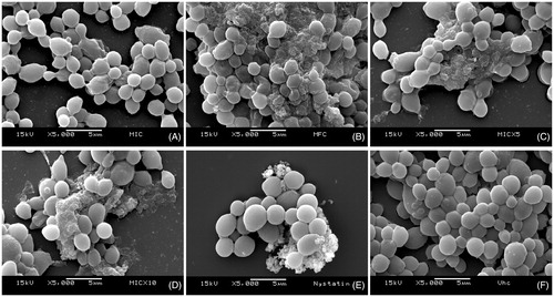 Figure 2. Effects of the Syzygium cumini extract on biofilm morphology/integrity. SEM photomicrographs (5000x) showing Candida albicans biofilm cells treated with different concentrations of Sc: (A) 125 μg/mL (MIC), (B) 500 μg/mL (MFC), (C) 625 μg/mL (5xMIC), (D) 1250 μg/mL (10xMIC); as well as (E) 0.97 μg/mL nystatin and (F) vehicle. It can be noted that Sc affected cell structures at concentrations as low as 125 μg/mL. Nystatin was used as positive control, and the vehicle did not affect the biofilm cells.