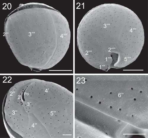 Figs 20–23. SEM micrographs of Coolia tropicalis (strain UNR-28). Fig. 20. Dorsal view of hypotheca. Fig. 21. Antapical view. Fig. 22. Left part of the epitheca in apical view. Fig. 23. Detail of pores on plate 6′′. Scale bars (20–21): 10 µm, (22–23): 3 µm.