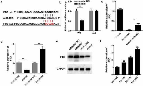 Figure 3. miR-192 negatively modulates the expression levels of FTO. (a) miR-192 binding sites in the 3’ untranslated region of FTO as predicted by TargetScan. (b and c) Interaction of FTO with miR-192 was validated by a dual-luciferase reporter assay and RNA pull down. (d) Reverse transcription-quantitative PCR was conducted to evaluate the effects of miR-192 on FTO expression. (e) Western blot was applied to determine the protein expression of FTO. (f) Reverse transcription-quantitative PCR was used to evaluate the FTO expression after high glucose treatment. Experimental data are presented as the mean ± SD (n = 4). **P < 0.01 vs control. miR-192, microRNA-192; FTO, FTO α-ketoglutarate dependent dioxygenase.