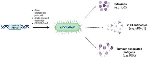 Figure 2. Tumor-targeting bacteria can be genetically modified to express immunomodulatory molecules selectively in the tumor microenvironment, further increasing their therapeutic potential.