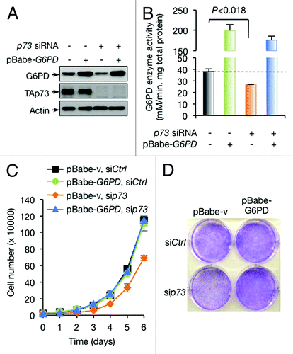 Figure 3. Overexpression of G6PD rescues growth defects of p73-depleted cells. (A and B) Protein expression (A) and G6PD activity (B) in H1299 cells stably overexpressing G6PD or vector control in the presence or absence of p73 siRNA are shown. (C and D) H1299 cells stably overexpressing G6PD or vector control were treated with p73 or control siRNA as indicated. Cell proliferation (C) and representative images of cells stained with crystal violet at day 6 (D) are shown