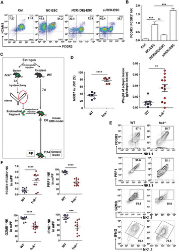 Figure 5. Hck downregulates FCGR3− NK cells. (a,b) The ratio of FCGR3−:FCGR3+ NK cells were analyzed after coculture with or without NC-ESC, HCK (OE)-ESC or siHCK-ESC by FCM (Student t test). (c) The endometrial fragment from Hck knockout (KO) mice (hck−/-) was intraperitoneally injected to wild-type mice (WT) for contrast with a hck special KO-EMS mouse model. (d) The level of MKI67 in USCs (left), and the weight of EMS-like lesions (right) from WT and hck−/- (n = 6 mice/group) EMS mice by FCM (Student t test). (e,f) The levels of PRF1+ NK, GZMB+ NK and IFNG+ NK cells were analyzed in PF from WT (n = 9 mice/group) and hck−/- (n = 10 mice/group) EMS mice by FCM (Student t test). NC-ESC, control ESCs transfected with GV230-vector plasmid; HCK (OE), HCK-overexpressing ESCs transfected with the GV230-HCK plasmid; WT: EMS mice (donor mice, WT mice); hck−/-, hck special KO-EMS mice (donor mice, hck−/- mice); USCs, mouse uterus stromal cells. Data are expressed as the mean± SEM. *P < 0.05, **P < 0.01, ***P < 0.001 and ****P < 0.001.