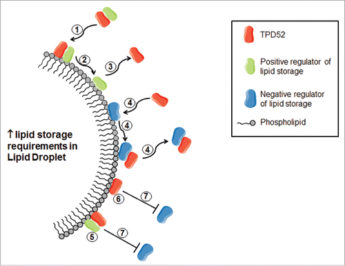 Figure 2. Possible mechanisms by which TPD52 might promote lipid storage in LDs, considering the predicted low abundance of TPD52 at the LD. TPD52 (shown in red) may traffic positive lipid storage regulators (shown in green) to the LD (1), and then may transiently bind the LD (2), prior to TPD52 release (3). TPD52 may (also) be recruited to bind and thereby remove negative storage regulators (shown in blue) from the LD surface (4). When bound to the LD, either in association with a positive storage regulator (5) or directly (6), TPD52 may also reduce the binding of negative storage regulators (7) by increasing local protein crowding.