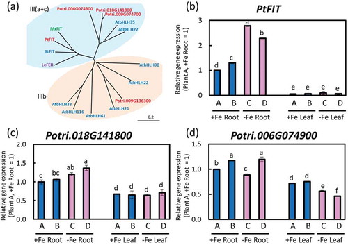 Figure 9. Relative expression levels of PtFIT by real-time RT-PCR. (a) An unrooted phylogenetic tree of the bHLH III(a-c) and IIIb subfamily from Arabidopsis (AtFIT), poplar FIT homolog, LeFER and MxFIT. Phylogenetic tree was obtained using DNASIS Pro software (Hitachi Solutions, Ltd. Tokyo, Japan) based on amino acid sequences listed in Supplemental Table 1. (b) PtFIT, (c) Potri.018G141800, and (d) Potri.06G074900 expression in roots or fifth newest leaves of Fe-sufficient and Fe-deficient poplar plants grown in hydroponic culture 10 days after treatment (2nd cultivation). Error bar shows the technical error, SE; n = 3. Data were normalized to the observed expression levels of PtTIF5α and displayed as relative gene expression (plant A, +Fe root = 1). Values followed by different letters differed significantly according to Student’s t-test (P < 0.05). Alphabets (A, B, C, D) shown under graphs indicate plant ID of an individual poplar plant in second hydroponic cultivation.