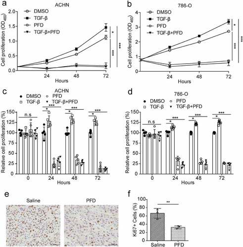 Figure 4. PFD inhibits proliferation of renal cancer cells.