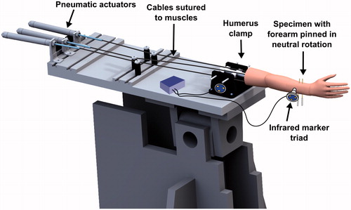 Figure 1. The specimen mounted on an elbow testing apparatus in the horizontal position. Threaded pins were used to lock the forearm in neutral rotation. Markers for the Optotrak Certus® motion tracking system were affixed to the humerus clamp and the ulna.