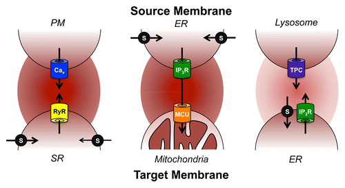 Figure 1. Heterogeneity of Ca2+ microdomains at membrane contact sites. MCS between the source (top) and target (bottom) membranes allow functional Ca2+ microdomains to form between them. Ca2+ influx through voltage gated Ca2+ channels (Cav) in the PM-SR MCS of the dyadic cleft (left) forms a high [Ca2+] microdomain (dark circle) to initiate Ca2+ release from low-affinity ryanodine receptors (RyR). Ca2+ release through inositol trisphosphate receptors (Ins(1,4,5)P3R) in ER-mitochondria MCS (center) also forms a high [Ca2+] microdomain to facilitate mitochondrial Ca2+ uptake by the low-affinity mitochondrial uniporter (MCU). Ca2+ release through 2-pore Channels (TPC) in lysosome-ER MCS (right) forms a low [Ca2+] microdomain (light circle) due to the presence of SERCA (S) but which is nevertheless able to activate high-affinity Ins(1,4,5)P3Rs.
