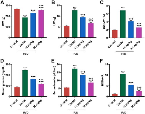 Figure 1. PCA ameliorated IR/D-induced increases in levels of BW/LW, serum glucose, serum insulin, and HOMA-IR in rats. (A–C) The levels of BW (A), LW (B), and BW/LW (C) in IR/D rats pretreated with PCA or not. (D and E) The levels of serum glucose (D) and insulin (E) in IR/D rats pretreated with PCA or not were examined by colorimetry and ELISA. (F) The value of HOMA-IR in IR/D rats pretreated with PCA or not. (***p < 0.001 vs. Control; +++p < 0.001 vs. Vector; ∧∧∧p < 0.001 vs. 15 mg/kg). (PCA: Protocatechuic Acid, IR/D: insulin resistance type 2 diabetic, BW: body weight, LW: liver weight).