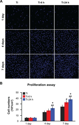 Figure 9 Cell proliferation assay. (A) After one, 4, and 7 days of incubation, the proliferation ability of rat BMMSCs on different substrates was measured by a nuclei counting assay under CLSM. (B) Statistical analysis for nuclei counting assay.Notes: ##P < 0.01 versus Ti control group; *P < 0.05 versus Ti-6 h group.Abbreviations: Ti, control titanium surface; Ti-6 h, small size nano-sawtooth surface, treated with 30 wt% H2O2 for 6 hours; BMMSCs, bone marrow mesenchymal stem cells; CLSM, confocal laser scanning microscope.