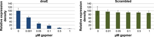 Figure 6 Immunoblot densitometry of triplicate antisense and scrambled gapmer (0–1 µM) on cell-free translation of C. difficile dnaE protein.Notes: Protein (dnaE) levels are expressed as percent of untreated controls. Standard error of the mean for each set of samples is indicated.