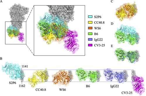 Figure 3. Superimposition of S2 stem helix-specific antibodies upon binding with their epitopes. (A) The Fabs of S2P6 (cyan, PDB: 7RNJ), CC40.8 (yellow, PDB: 7SJS), WS6 (orange, PDB: 7TCQ), B6 (green, PDB: 7M53), IgG22 (purple, PDB: 7S3N), and CV3-25 (magenta, PDB: 7RAQ) are superimposed with the prefusion S trimer (grey, PDB: 6XR8). (B) Alignment of the Fabs of S2P6, CC40.8, WS6, B6, IgG22, and CV3-25 upon binding with residues 1141-1162 of the S2 stem helix. Superimposition of the Fabs of S2P6 and B6 (C), CC40.8 and WS6 (D), or B6 and IgG22 (E) for comparison.