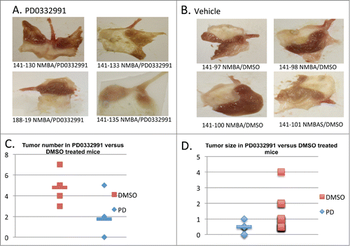 Figure 2. The gross pathological findings from PD0332991 and vehicle treated mice. (A-B) Papillomas from PD0332991 treated mice were smaller and fewer in number relative to control mice. (C-D) Quantified tumor number and size following treatment of NMBA induced mice with PD0332991 for 4 weeks (PD0332991 treatment started at 11 months post NMBA); C, (P < 0.05) and D, (P < 0.01), respectively.