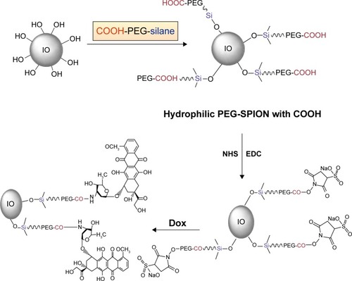 Figure 3 Synthetic route for SPIO-PEG-D.Abbreviations: PEG, polyethylene glycol; IO, oleic acid; PEG-SPION, PEG containing superparamagnetic iron oxide nanoparticle; SPIO-PEG-D, SPIO with PEG conjugated with doxorubicin; NHS, N-hydroxysulfosuccinimide; EDC, 1-ethyl-3-(3-(dimethylamino)-propyl)carbodiimide; Dox, doxorubicin.