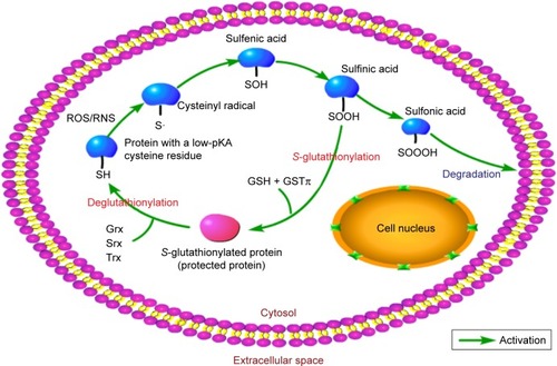 Figure 3 The process of S-glutathionylation.