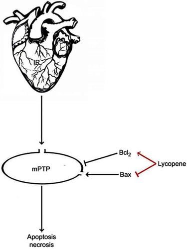 Figure 7 Schematic presentation of the inhibition of lycopene on mitochondrial permeability transition pore (MPTP) opening.