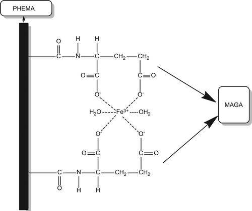 Figure 2. The molecular formula of PHEMAGA-Fe3+ cryogel.