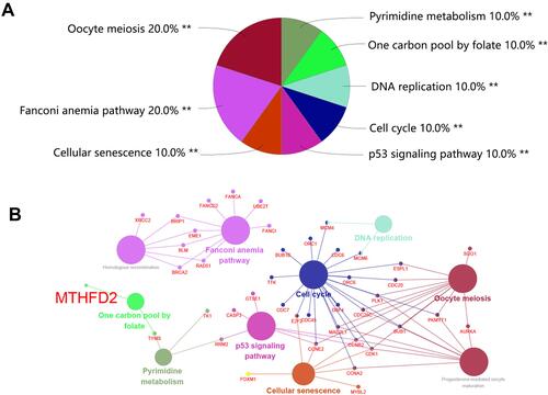 Figure 6 Potential enriched KEGG pathways of 175 co-expressed genes with MTHFD2. (A) The top 8 significant pathways. **P<0.01. (B) Interaction between pathway and related genes.