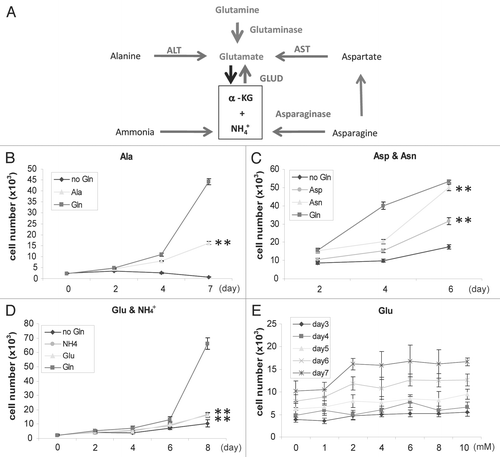 Figure 4 Alternative nitrogen sources rescue Hep3B. (A) Nitrogen metabolic pathways relevant to this study. Glutaminolysis and the metabolic pathways to utilize Ala, Asp, Asn and ammonia as nitrogen sources were shown. (B–D) Growth curve of Hep3B cells in Gln-free DMEM supplemented with 4 mM Asns or Asp (B), with 4 mM Ala (C), with 0.8 mM ammonia or 4 mM Glu (D). For (B–D) cells seeded in Gln-free DMEM were used as control. Cell number was analyzed every 2 or 3 days and mean values were shown. (E) Dose curve of Hep3B cells in various concentrations of Glu.