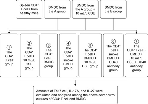 Figure 1 The in vitro cultures of CD4+ T cells and BMDCs.