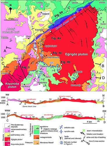 Figure 2. Geological map of the Eğrigöz region. Map coordinates are Universal Transverse Mercator (UTM) grid system. Boundaries of rock units are after Akdeniz and Konak (Citation1979). Numbers in blue circles refer to fold data shown in Figure 5. Location of the Simav detachment fault (SDF) was partly adopted from Ring and Collins (Citation2005).