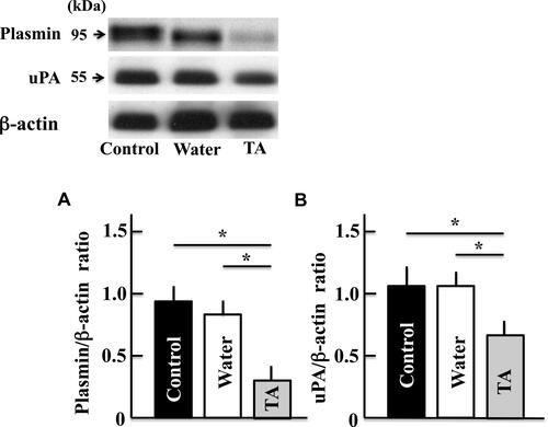 Figure 3 Effects of tranexamic acid on the expression of plasmin (A) and urokinase-type plasminogen activator (B). Two years after treatment, we measured the levels of plasmin and urokinase-type plasminogen activator in the mice brains by Western blotting analysis. The values are expressed as means ± standard deviations derived from the samples from six mice. *p < 0.05.