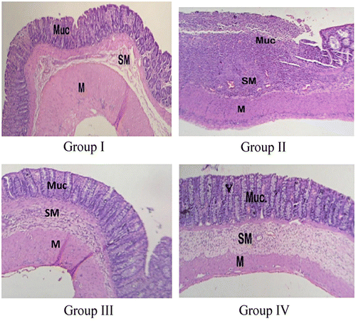 Figure 12. Microscopic image of the colon of rat belonging to group I (healthy group), group II (colitis group), group III (formulation treatment group), and group IV (standard treatment group).