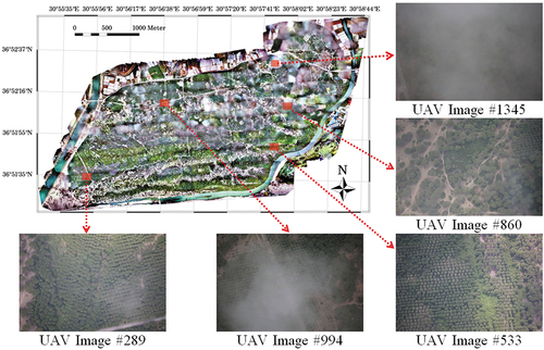 Figure 3. Orthomosaic of the study area, and sample images from the study area.