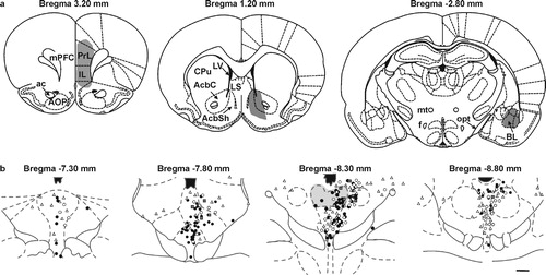 Figure 3 Diagrammatic illustration of the distribution of dorsal raphe neurons projecting to anxiety circuits. (a) illustration (coronal sections) of the location of injections of retrograde tracer into the prelimbic (PrL) and infralimbic (IL) parts of the medial prefrontal cortex (mPFC, left), nucleus accumbens (middle), and the basolateral amygdala (right). (b) illustration of the distribution of retrogradely labeled neurons in the dorsal raphe nucleus. Open circles represent single-labeled neurons following injections of retrograde tracer in the mPFC; open triangles represent single-labeled neurons following injections of retrograde tracer in the nucleus accumbens (AcbC and AcbSh regions); grey squares represent double-labeled neurons following injections of retrograde tracers into the mPFC and nucleus accumbens; black circles represent single-labeled neurons following injections of retrograde tracer in the basolateral amygdala. The dorsal part of the mid-rostrocaudal dorsal raphe nucleus (gray shading) contains concentrations of neurons with collateral projections to both the mPFC and nucleus accumbens (grey squares), and neurons projecting to the basolateral amygdala (black circles). Abbreviations: ac, anterior commissure; AOP, anterior olfactory nucleus, posterior part; BL, basolateral amygdala; AcbC, nucleus accumbens, core; AcbSh, nucleus accumbens, shell; CPu, caudate putamen; f, fornix; mPFC, medial prefrontal cortex; LV, lateral ventricle; LS, lateral septum; mt, mammillothalamic tract; opt, optic tract. Scale bar, (a) 264 μm, (b) 1 mm. Adapted from Van Bockstaele et al. Citation1993 and Abrams et al. Citation2005, with permission.