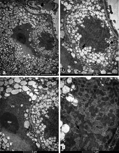 Figure 5. Transmission electron micrographs of section through a single anther locule showing part of bicellular microspore including polytenic generative nucleus. (a) General view of the generative and vegetative nucleus. (b) Detailed view of generative cell shown in (a). Note the polytenic generative nucleus (arrow). (c) Magnified view of vegetative nucleus. (d) Details of generative nucleus. Note the large block of heterochromatin (arrow). Gc, generative cell; Nu, nucleolus; Vn, vegetative nucleus.