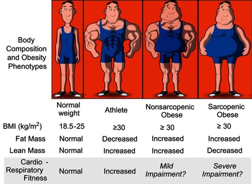 Figure 1 Obesity phenotypes, cardiac function and cardiorespiratory fitness. The figure highlights the proposed major role of lean mass in the development of cardiac dysfunction and cardiorespiratory fitness, suggesting that individuals with similar body mass index (BMI) can present a different body composition, resulting in different cardiac function and cardiorespiratory fitness. Reprinted from Mayo Clin Proc., 92(2), Carbone S, Lavie CJ, Arena R. Obesity and heart failure: focus on the obesity paradox, 266–279, Copyright (2017), with permission from Elsevier.Citation9