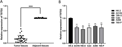 Figure 10 The mRNA expression levels of TSTD2 in KIRC tissues and cell lines. (A) The mRNA expression levels of TSTD2 in KIRC tissues (T = 33, N = 33). (B) The mRNA expression levels of TSTD2 in KIRC cell lines. **P < 0.01, ***P < 0.001.